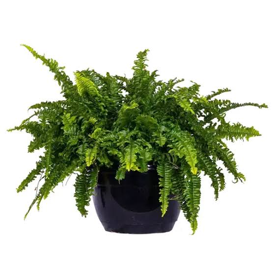 Boston Fern